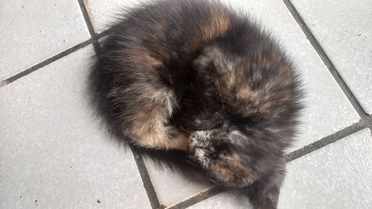 Gatos para adoção  - Foto 4