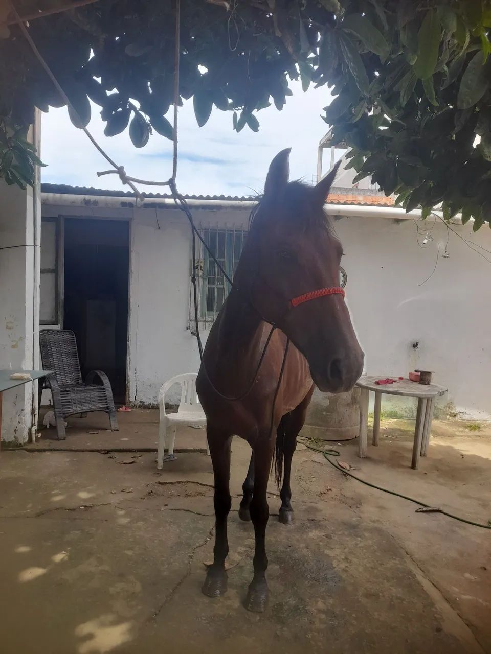 Vendo egua 