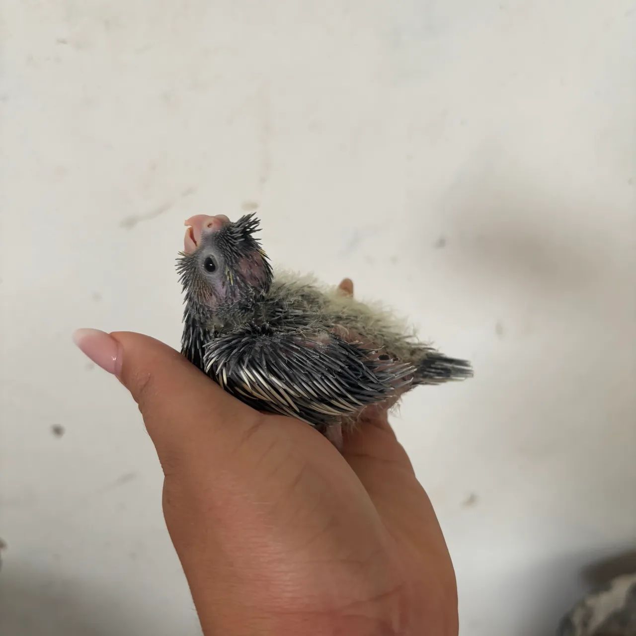 Interessados chamar no zap - Foto 6