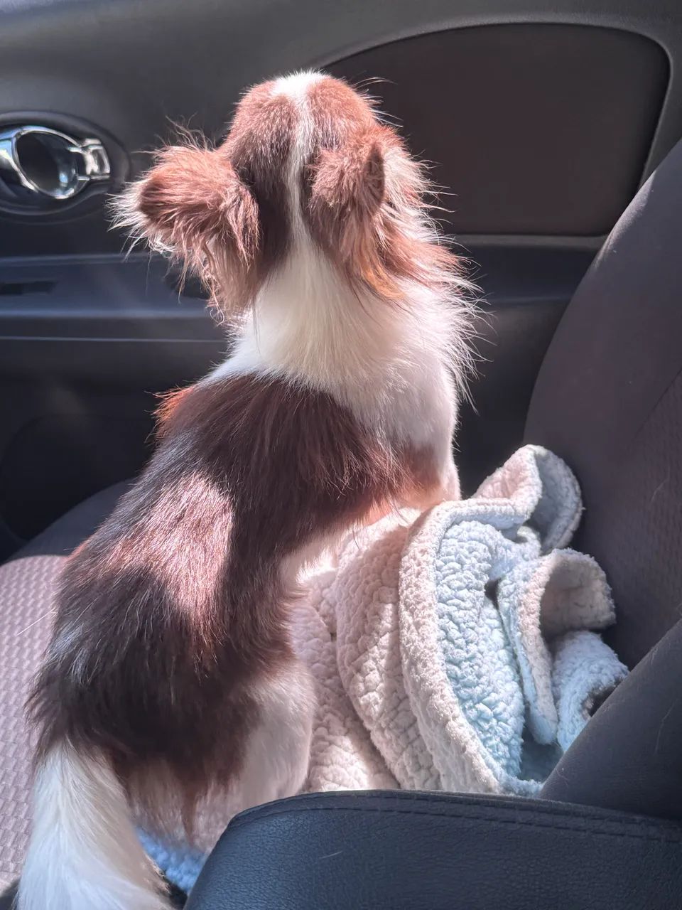 Chihuahua macho chocolate pelo longo com 1 ano para companhia - Foto 3