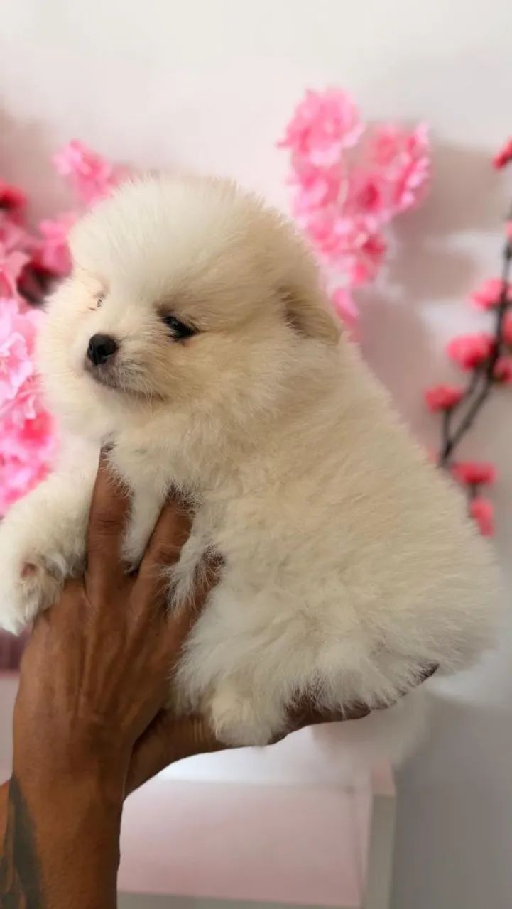 LULU DA POMERÂNIA 