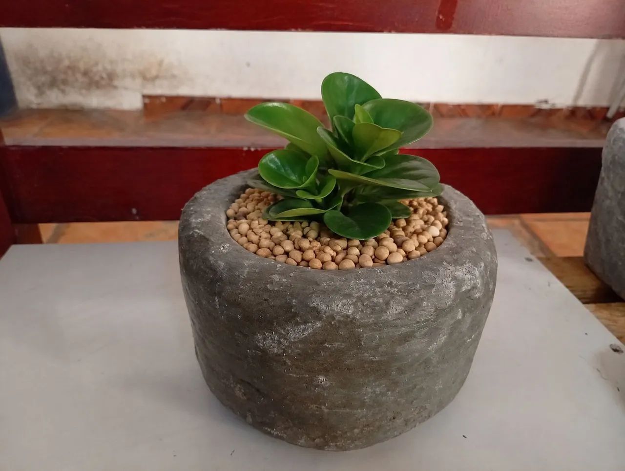 Vaso de plantas 