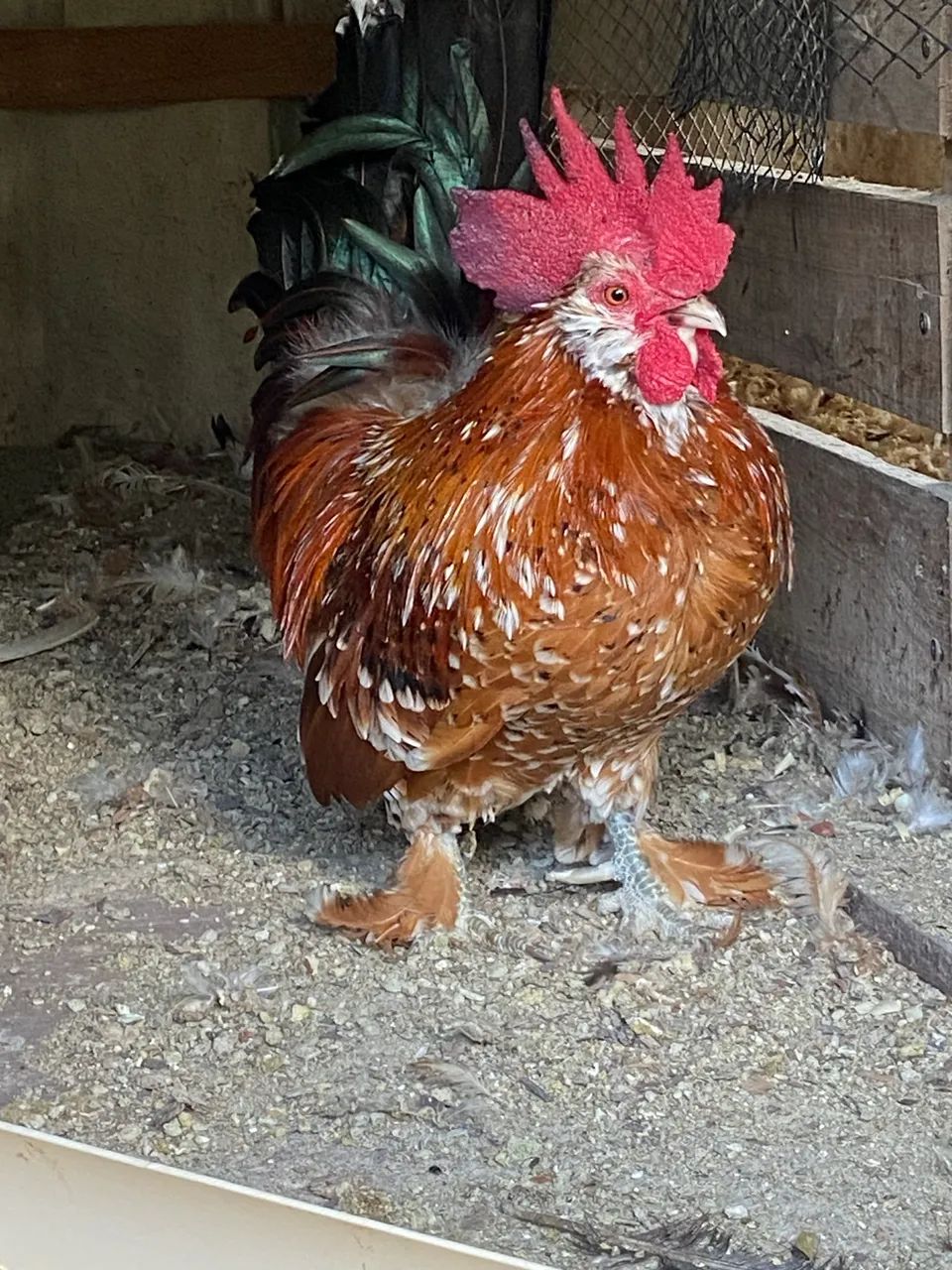Galinho da raça Belgian - Foto 4