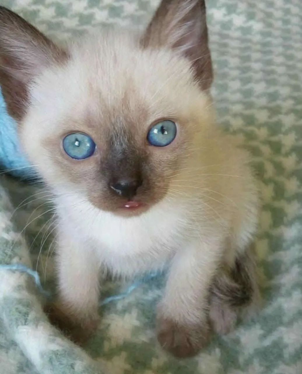 Gatinhos Siamês filhotes 