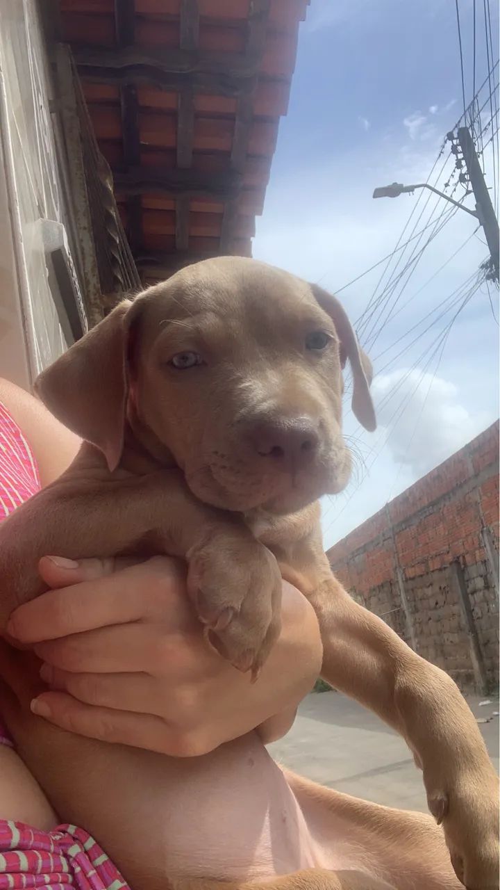 Filhote de pitbull ( fêmea) 