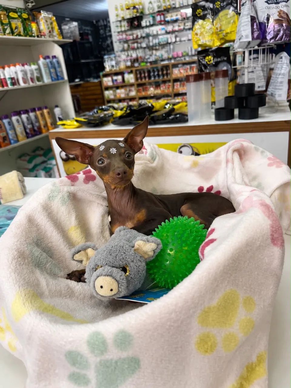 Animais de estimação  - Foto 3