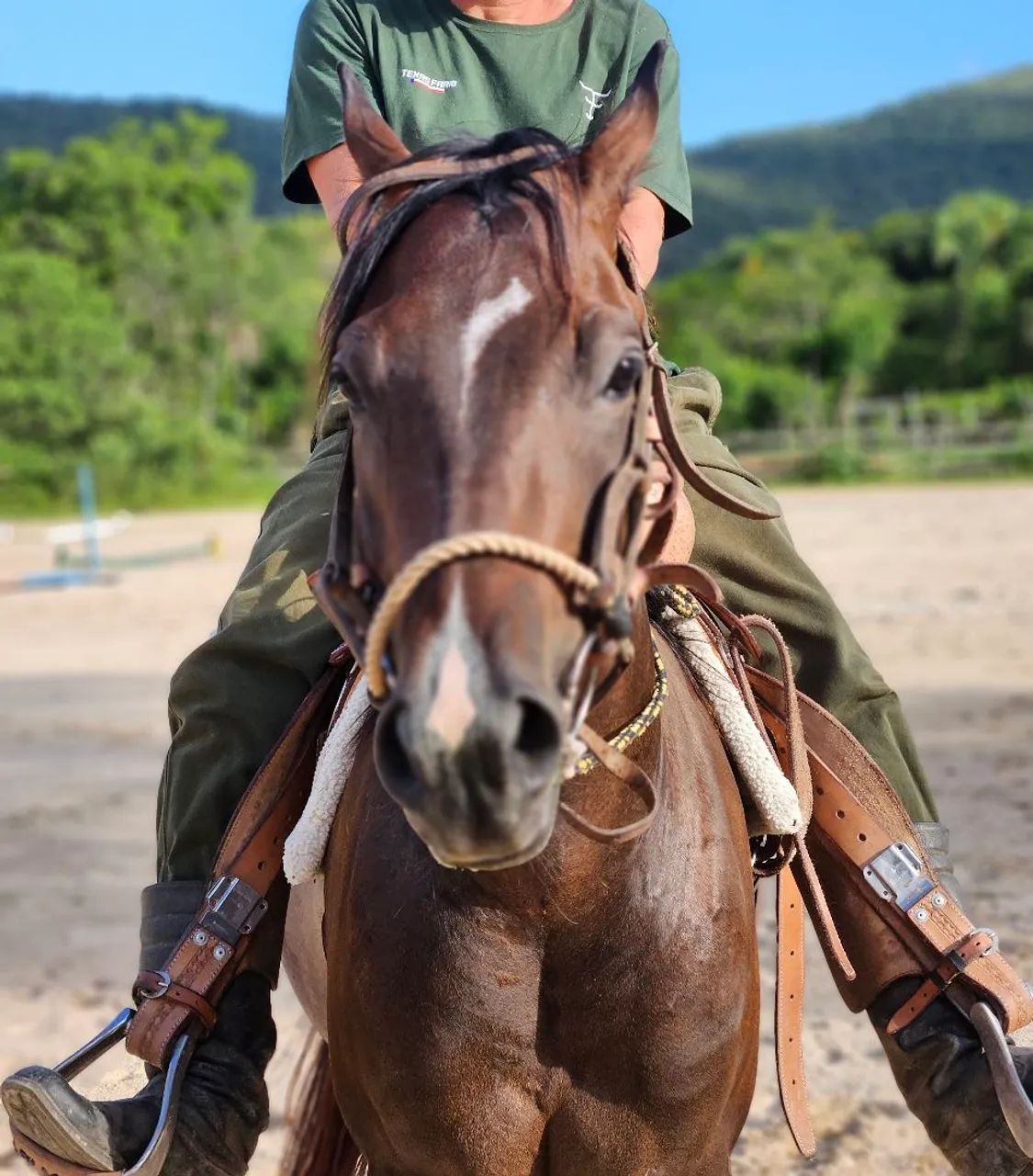 Cavalo Quarto de Milha puro e registrado  - Foto 3