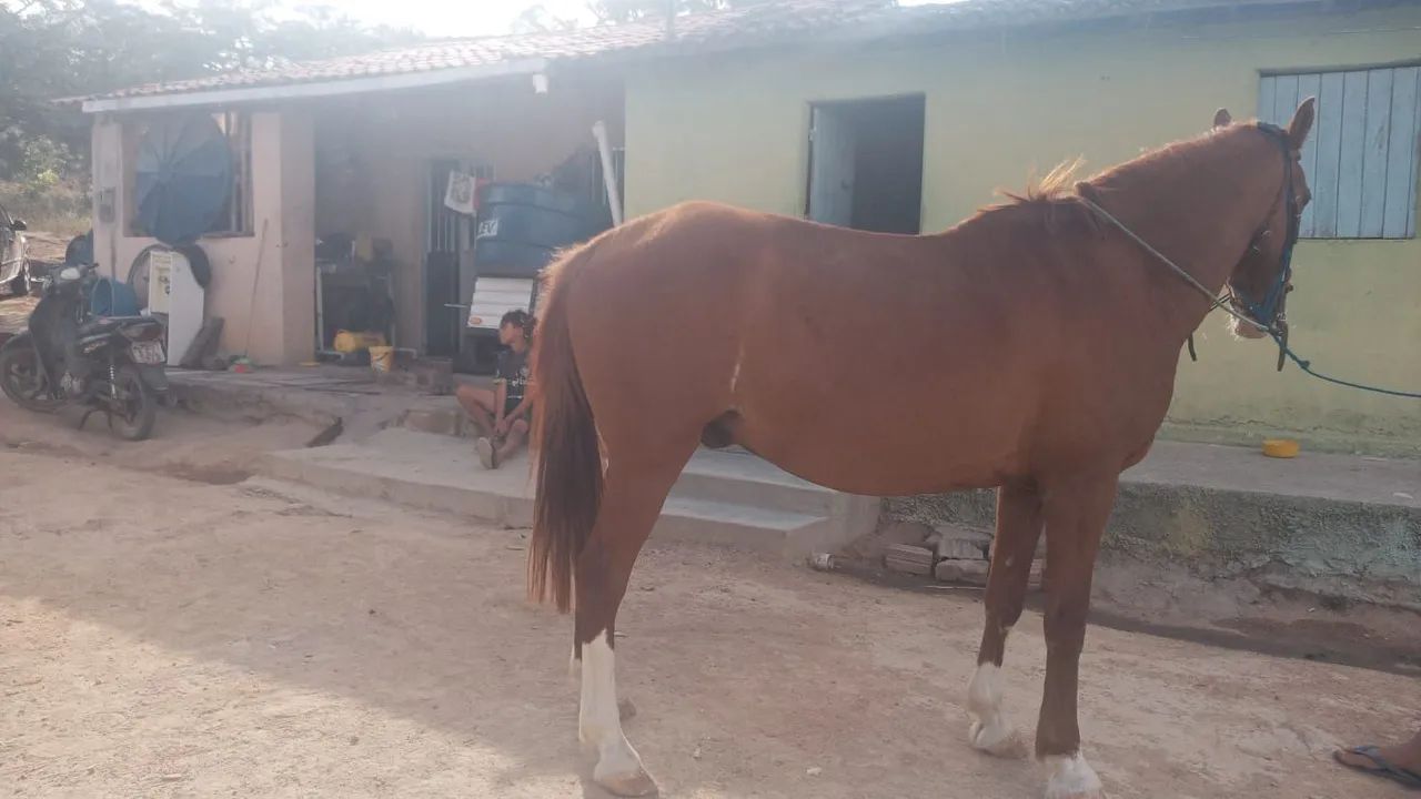 Cavalo  - Foto 2