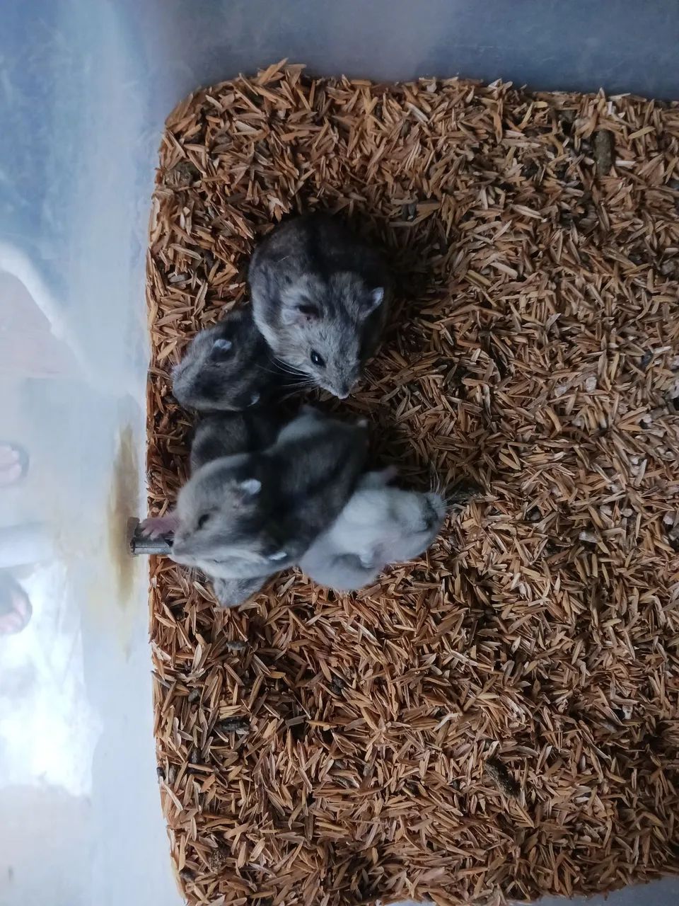 Hamster anão russo  - Foto 3