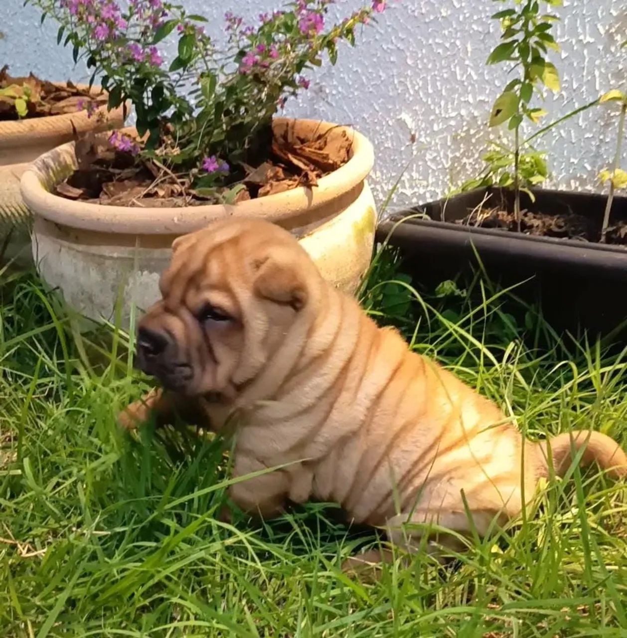 Filhote de Sharpei  - Foto 2