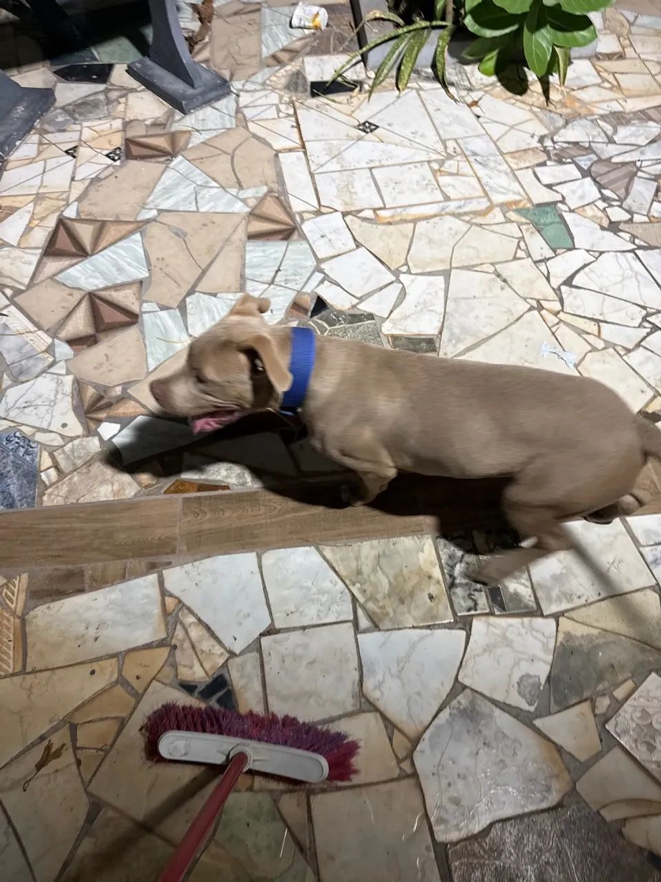 Vende-se PItabull com 6 meses j