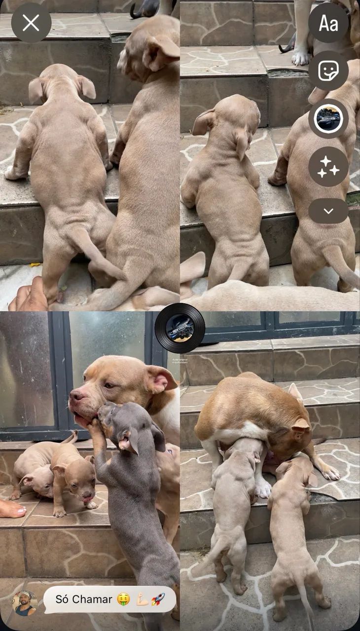 American bully pocket - Foto 5