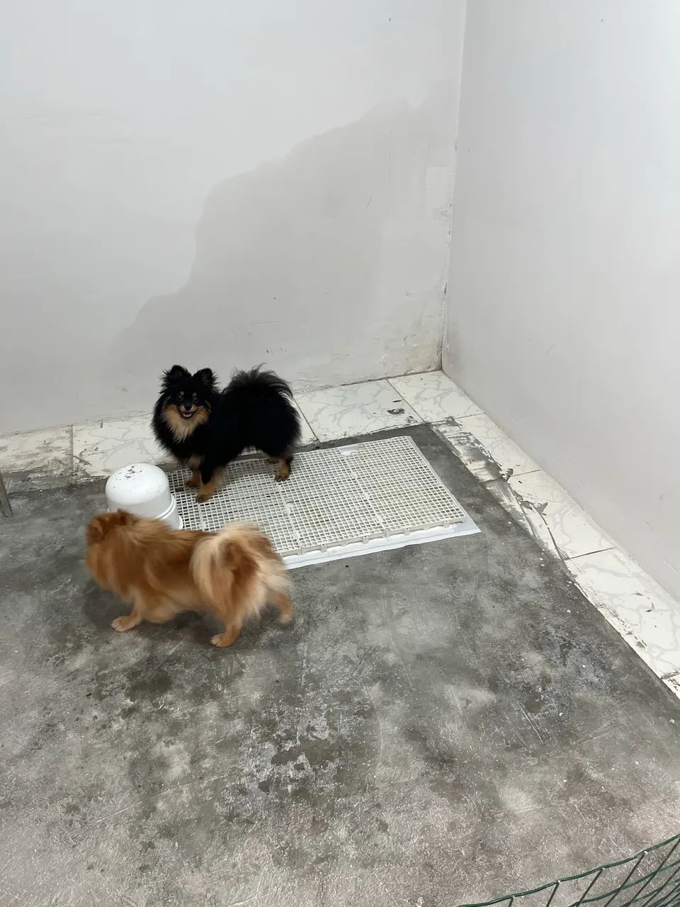 Spitz alemão fêmea 