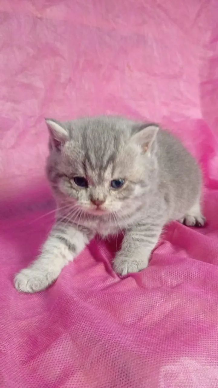 Gato britsh shorthar  - Foto 2