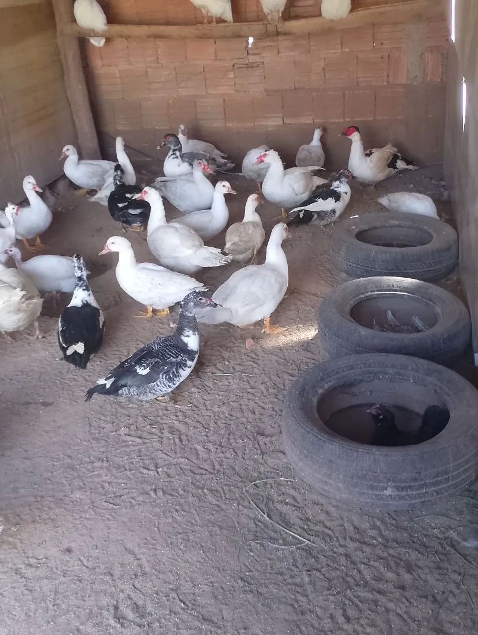 Patos e patas - Foto 2
