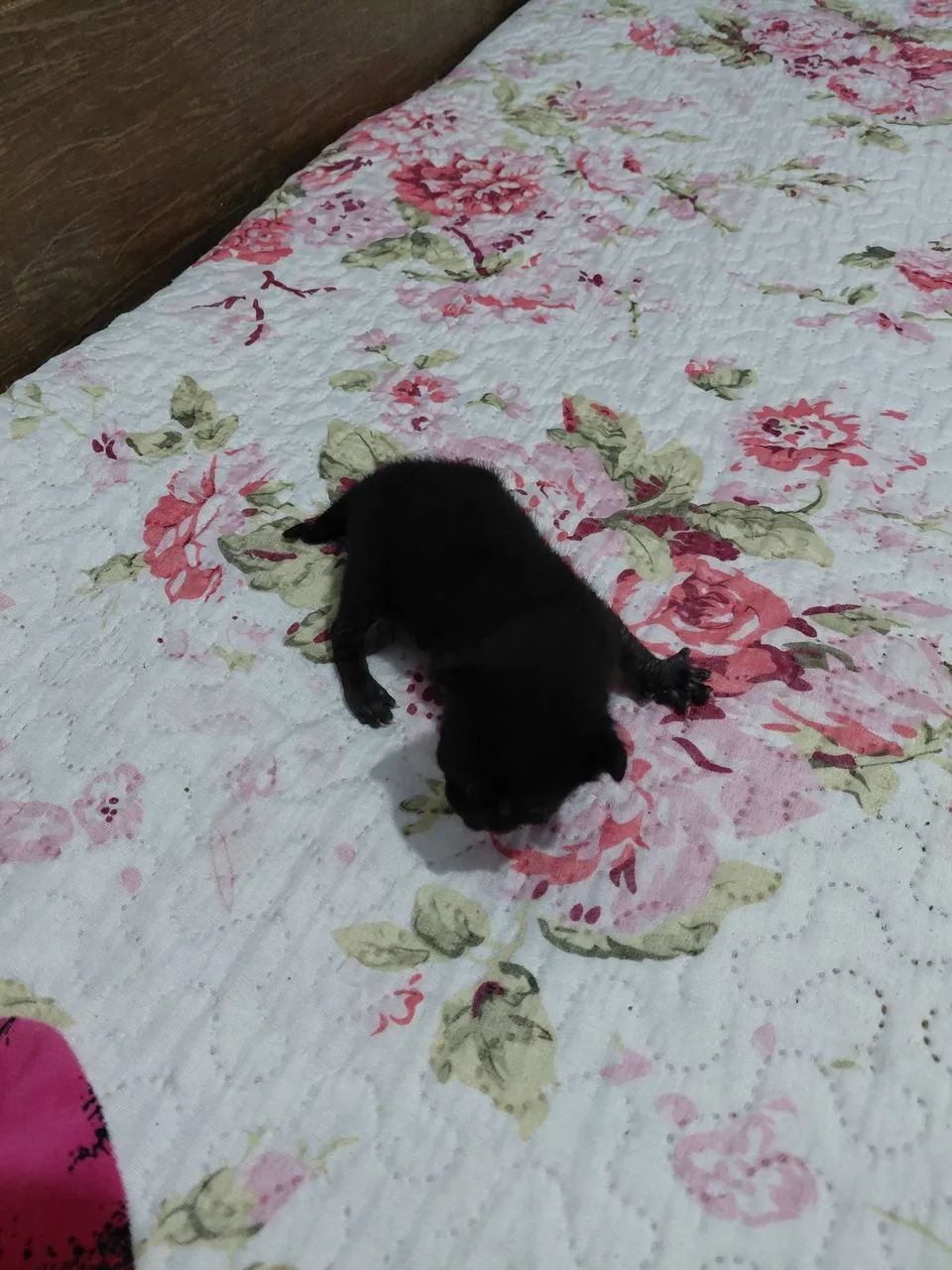Gato - Foto 2