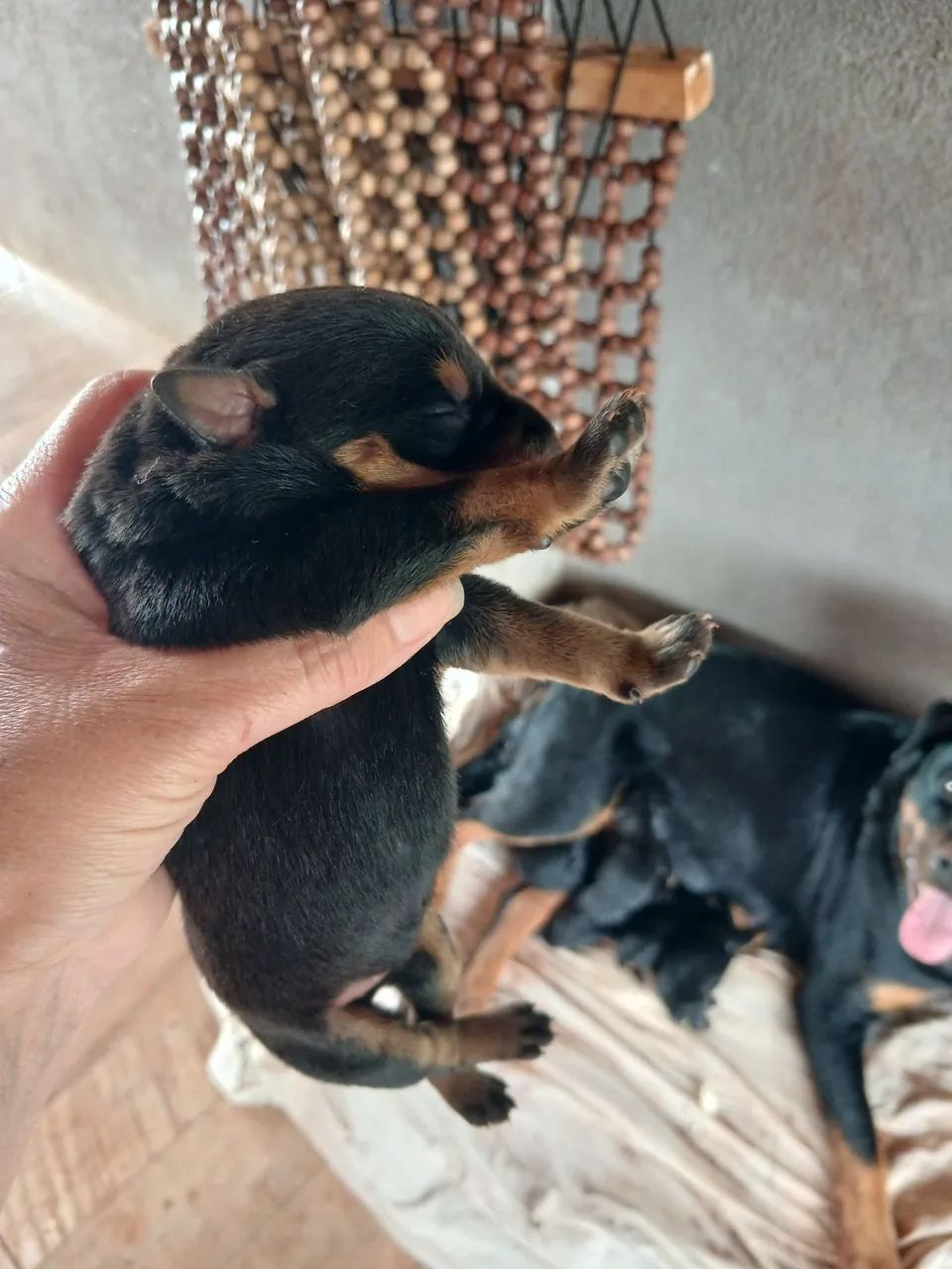 Venda-se rottweiler  - Foto 3