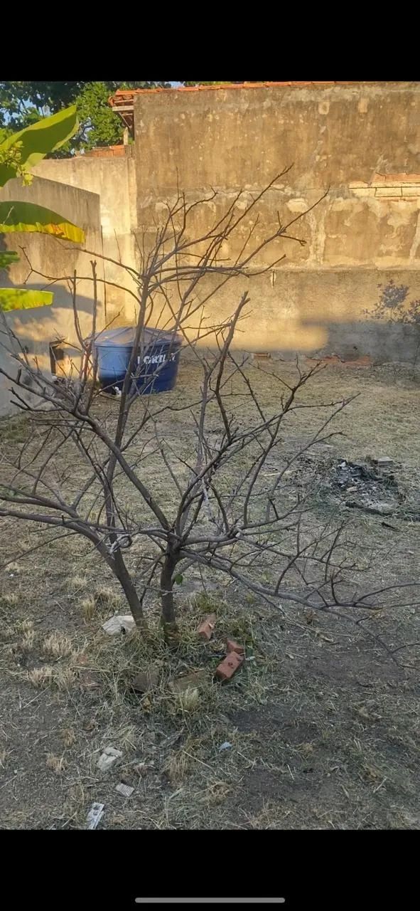 Limpeza de terreno com Roçadeira  - Foto 4