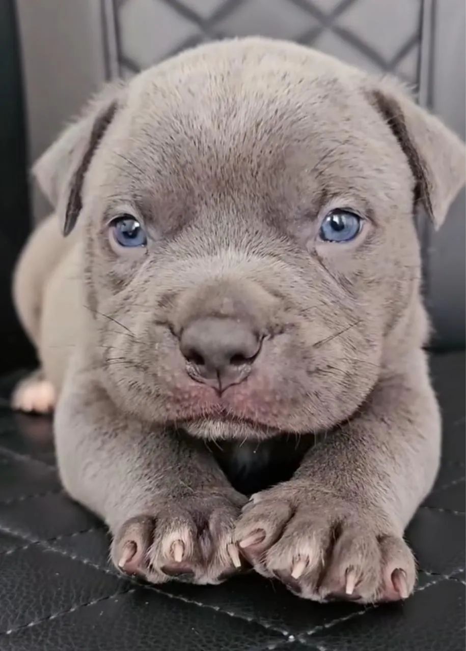 American Bully  - Foto 4