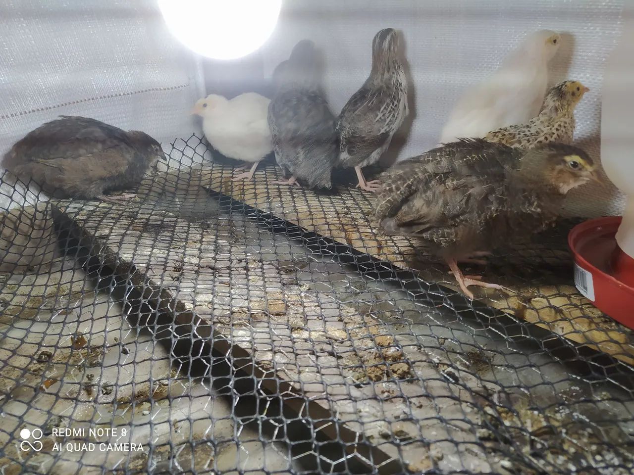 Vendo codornas gigantes 14 reais cada sou de pelotas  - Foto 2