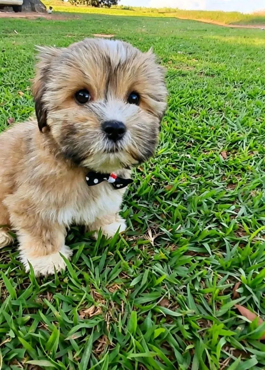 Lhasa Apso  - Foto 5