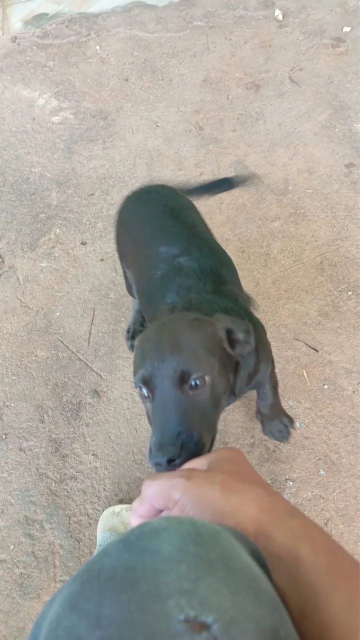 Doação cachorro 