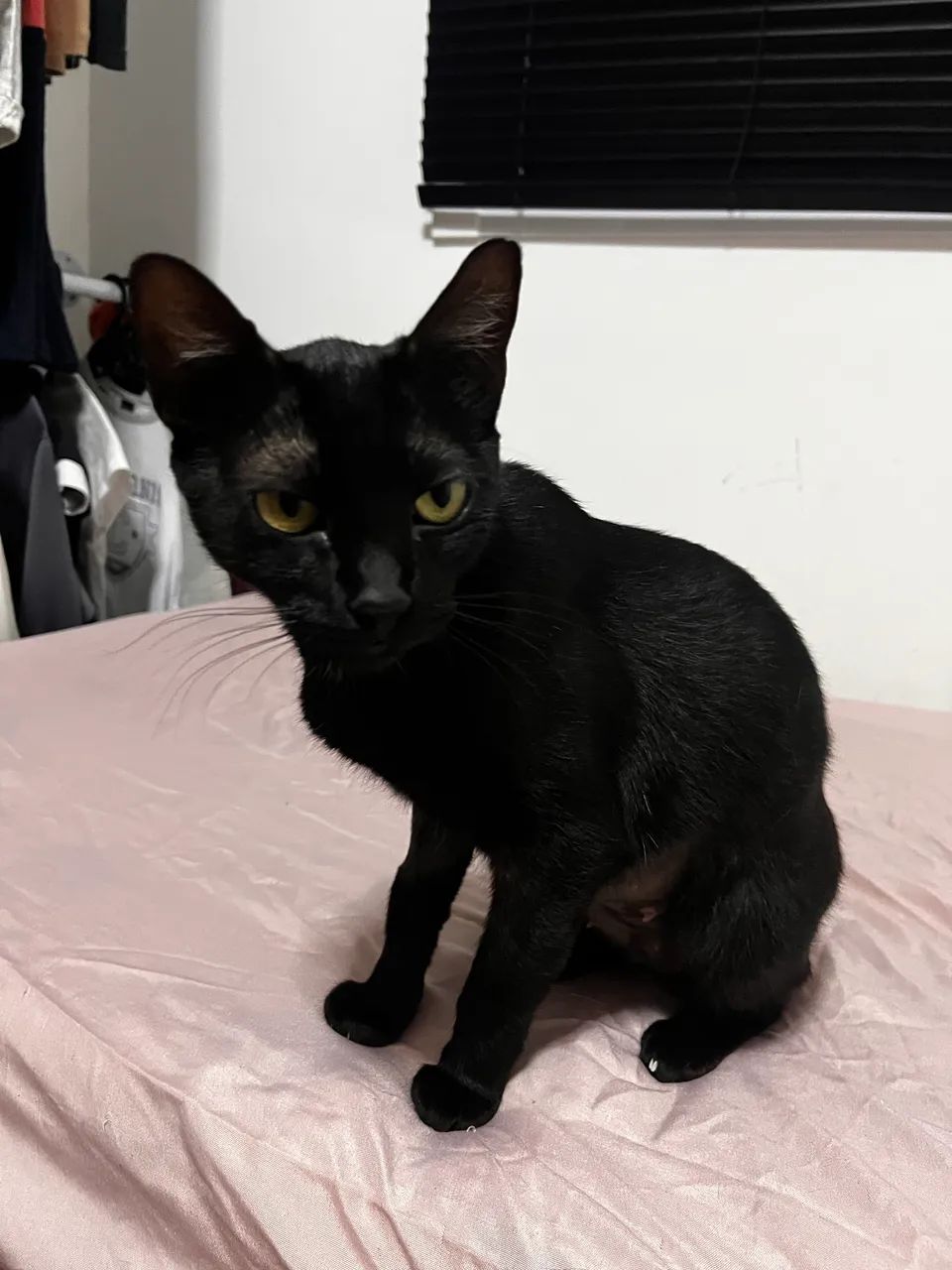 Doa-se gata castrada  - Foto 4