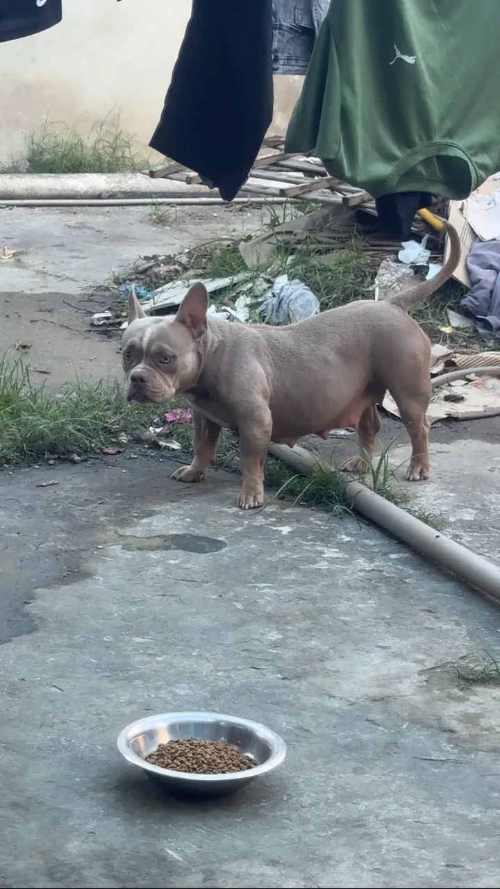 American bully micro - Foto 2