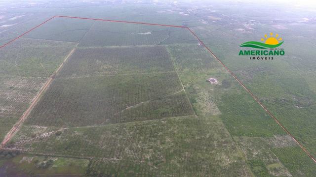 Fazenda 500ha - Foto 4