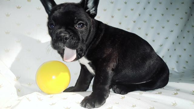 Filhotes de Buldogue FRANCÊS