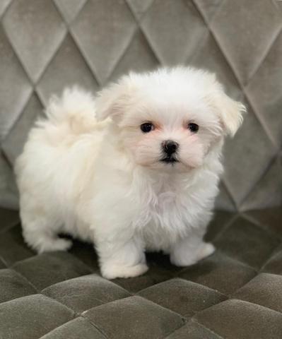 Maltês os mais lindos e pequenos filhotes whats * - Foto 4