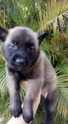 Últimos filhotes de Malinois - Foto 2