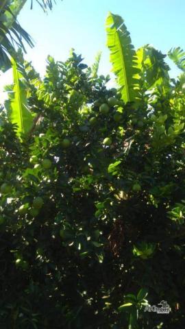 8046 | Chácara à venda em Munhoz De Melo, Munhoz De Melo - Foto 8