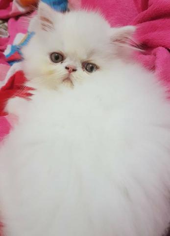 Filhotes de gatos persas brancos puros.Parcelo no cartão.Entrego em Curitiba e região - Foto 5