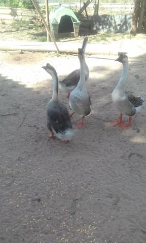 Vendo ou troco gansos sinaleiros - Foto 2
