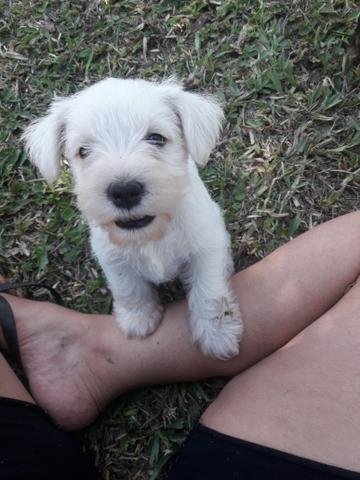 Schnauzer miniatura Branco mega oferta dia das crianças - Foto 3