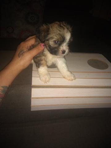 Filhotes de lhasa apso - Foto 3