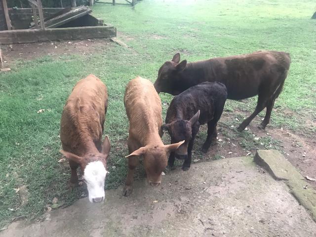 Vendo terneiros, novilha e vacas Angus - Foto 2