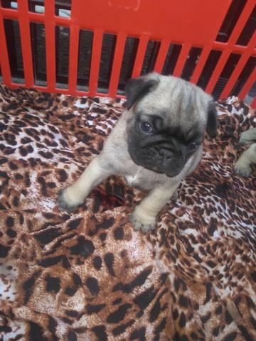 Pug