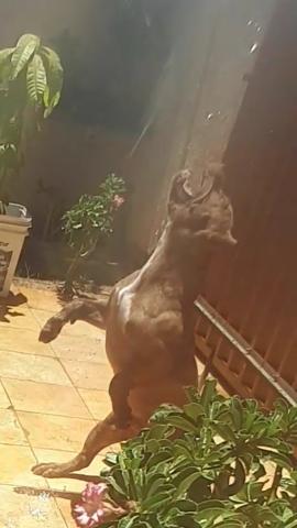 Pit Bull Macho muito dócil Tigrado 5 meses - Foto 3