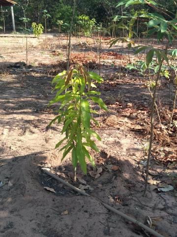 Vendo 2 dois sitio em Nazaria Teresina Piauí - Foto 11