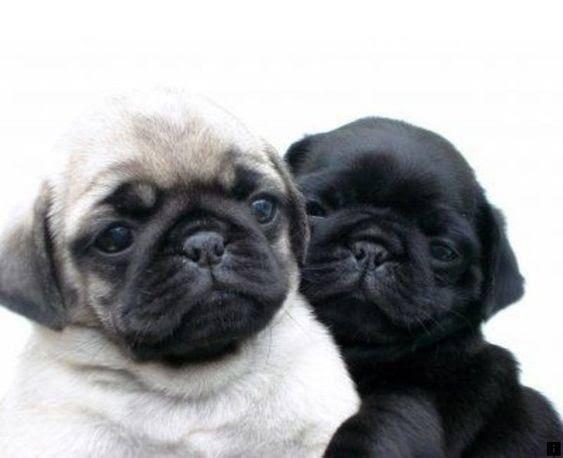 Casal de pug a venda