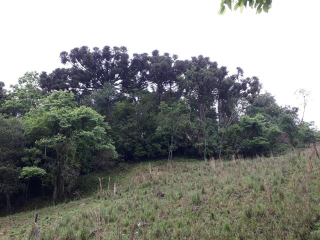 Sítio em Caxias do Sul - Foto 17