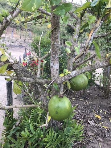 Fazenda em Minas - Foto 11