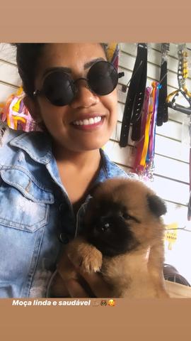 Chow chow puro língua azul (pelagem tradicional) - Foto 2