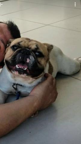 Bulldog Francês Filhotes Raríssimos - Foto 6