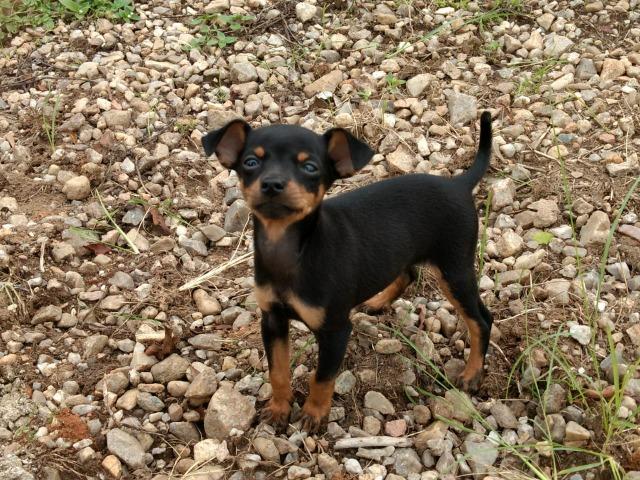 Pinscher Um Mocinho Com Seis Meses