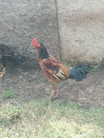Vendo galinha de capoeira - Foto 2
