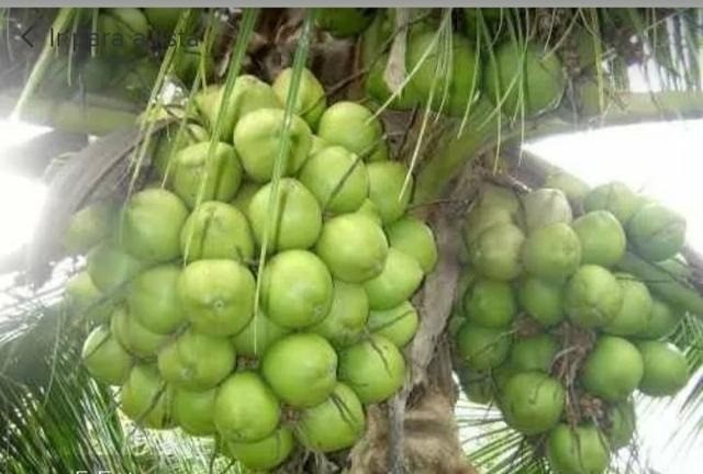 Mudas Frutíferas Enxertadas! - Foto 3