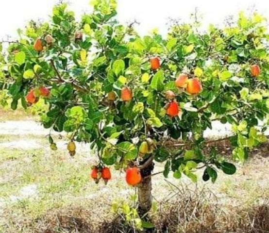 Mudas Frutíferas Enxertadas! - Foto 4